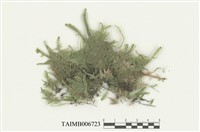 藏品(平苔科)的圖片